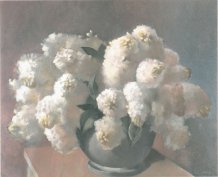 Lilas blancs