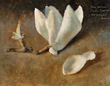 Fleur de Magnolia blanc