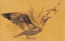 Mouette